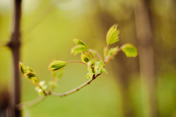 first spring sprouts