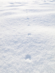 Fox tracks in the snow in the sunshine