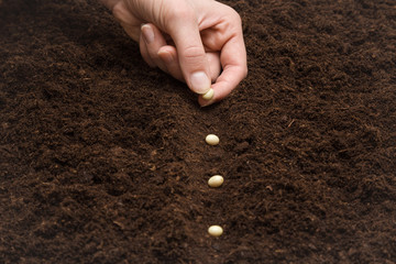 Gardener's hand seeding beans in the ground. Early spring preparations for the garden season.