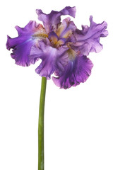 iris flower isolated