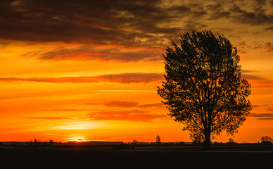 Tree on sunset