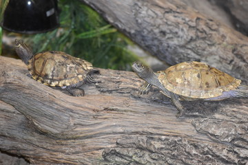 Turtles
