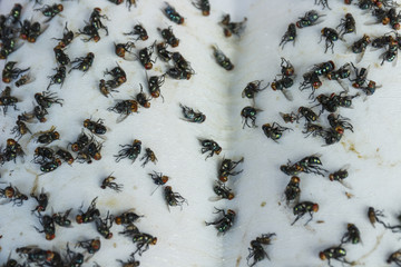 flies caught on sticky fly paper trap