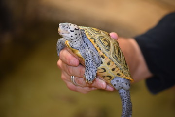 Turtles
