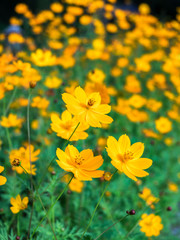 Obraz premium Orange yellow cosmos flower bloom in garden