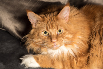 Portrait of a young maine coon male cat on grey couch