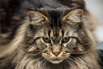 Portrait of a young maine coon male cat