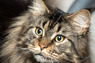 Portrait of a young maine coon male cat