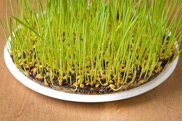 green sprouting wheat grass in a white plate