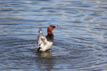 Eine Tafelente flattert mit den Flügeln auf dem Wasser