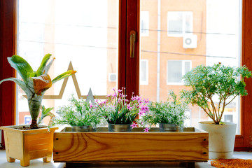 Window and flowerbox. Flowers on the window on a clear sunny day