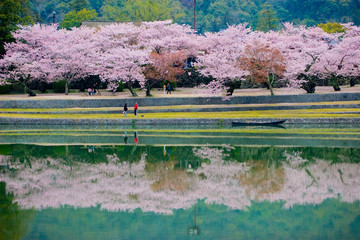 Obraz premium Cherry blossom (Sakura) trees and flowers along Nishiki river side near Kintai bridge with reflection in the water - Yamaguchi, Japan.