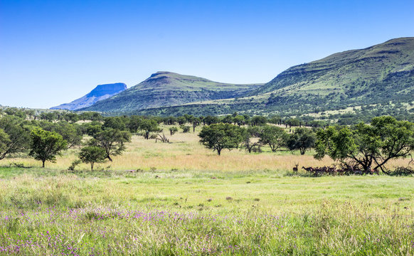 Game reserve landscape bushveld image on a hot day in South Africa