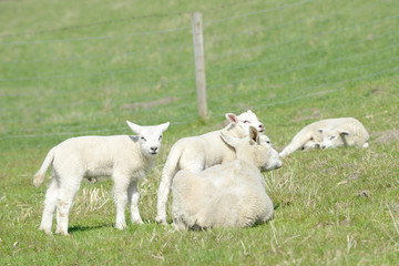 sheep lamb and ewe lying on meadow