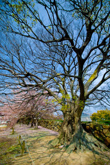 An empty branches of sakura trees (cherry blossom) with blue sky.