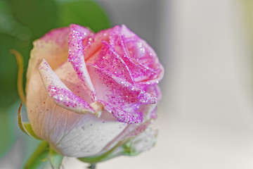 pink rose with glitter