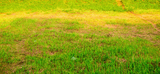 Obraz na płótnie Canvas Green grass hill with bluesky background