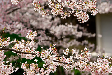 Sakura flowers (cherry blossoms) in Tokyo, Japan.