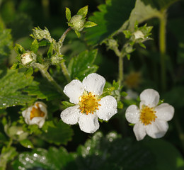 Garden strawberry flower after rain