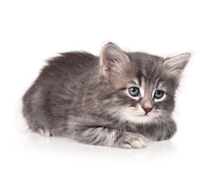 Cute little kitten