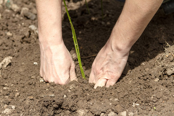 Tamping of soil with hands
