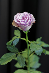 purple rose with textspace for greeting cards