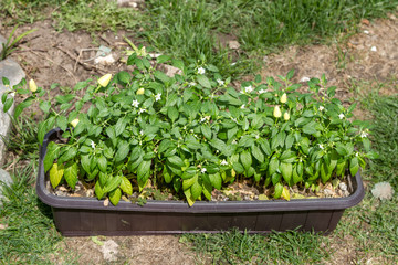Growing chili at home