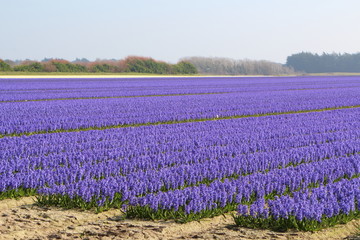 Obraz premium Champ de jacinthes en fleur