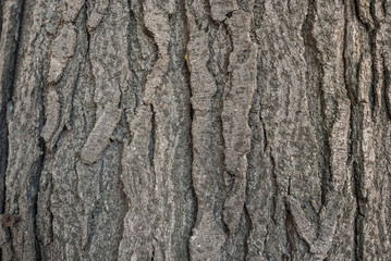 Old bark macro