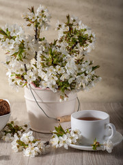Still life with cherry blossom