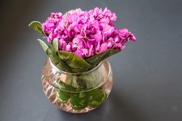 Bouquet of violet flowers or Viola Odorata in bowl