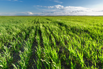 Wheat field in the wind, motion blur
