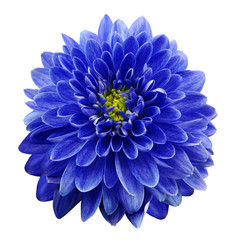 .Blue  flower chrysanthemum on white  isolated background with clipping path.  Closeup. no shadows. Nature.