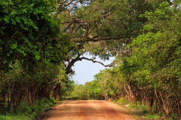 Landscape with road in Yala National Park