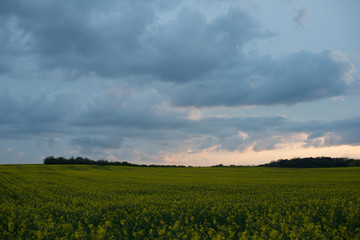 Obraz premium Sunset over rapeseed field