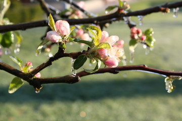 Obstblüte
vereiste Knospen