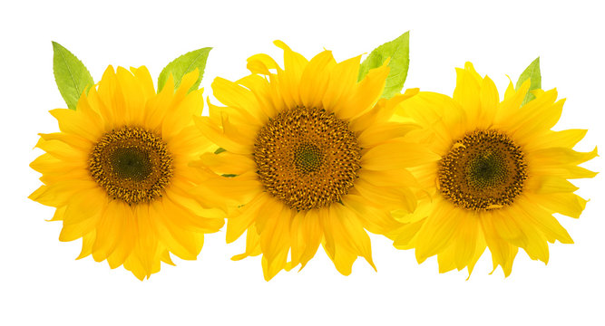 Sunflower head isolated on white background