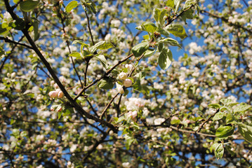 Apple tree blossom