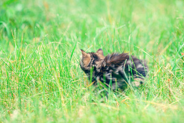 Cute little kitten walking on the grass