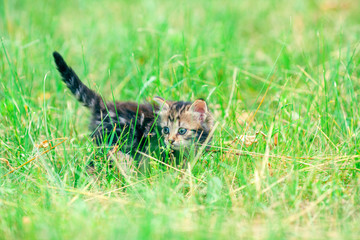 Cute little kitten walking on the grass