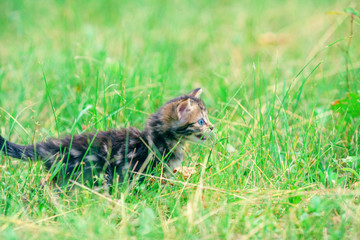 Cute little kitten walking on the grass