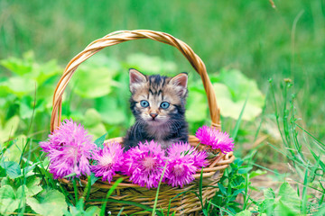 Cute little kitten sitting in a basket with flowers on the grass