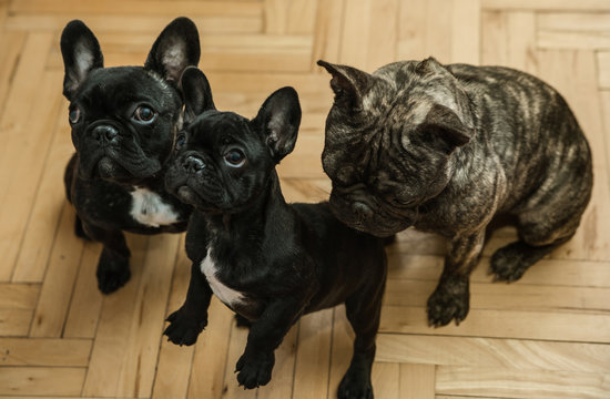 Three Beautiful French Bulldogs waiting for treats