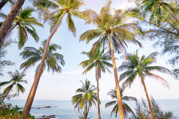 Fototapeta na wymiar Beautiful tropical beach with big coconut palms.