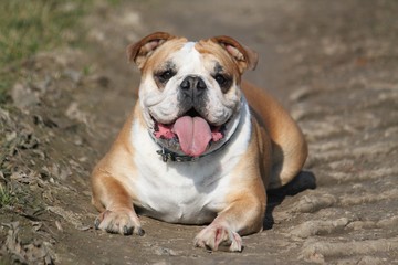 liegende englische bulldogge