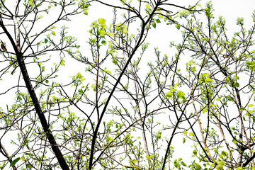 Green tree on white background