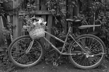 Rural landscape. Bicycle and a basket of flowers.