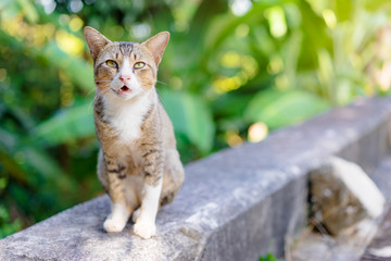 Cute cat in park.