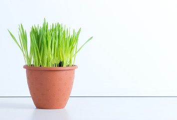 Зелёная трава в горшочке на столе