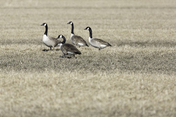 Canada Geese in Cultivated Field